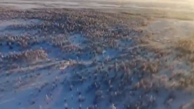 Волки с верталёта смотреть онлайн