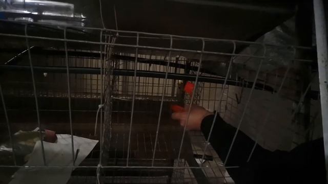 Система ниппельного поения для клеточного содержания птицы смотреть онлайн