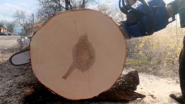 Big chainsaws in big wood смотреть онлайн