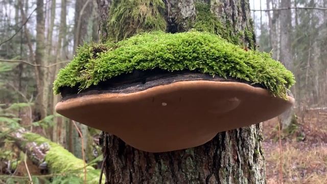 ЧАГА - ЭТО НЕ ГРИБ!!! СМОТРЕТЬ ПОЛНОСТЬЮ!!! (Познавательно!) Birch tinder fungus! смотреть онлайн