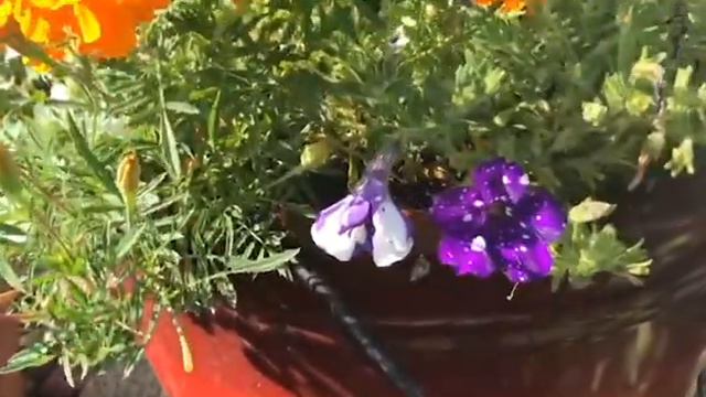 Costco Color смотреть онлайн