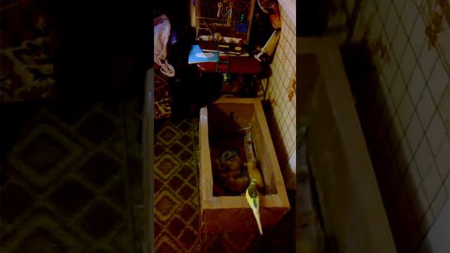 Папугай Кеша смотреть онлайн