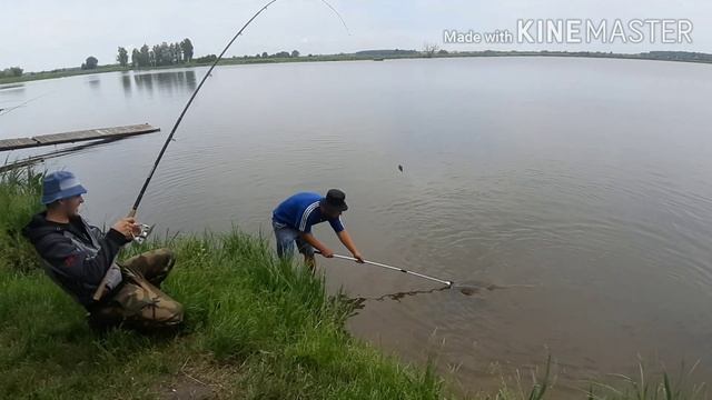 Белый амур 4 кг на фидер!