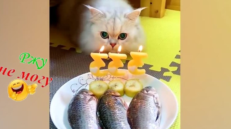 САМОЕ РЖАЧНОЕ...Самое смешное видео ,кошки и собаки... смотреть онлайн