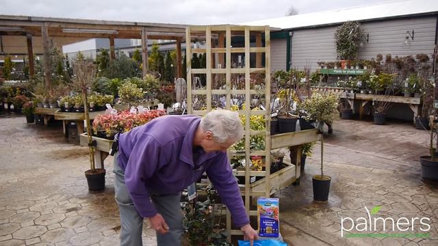 How to plant Camellias - Plant tips at Palmers Garden centre смотреть онлайн