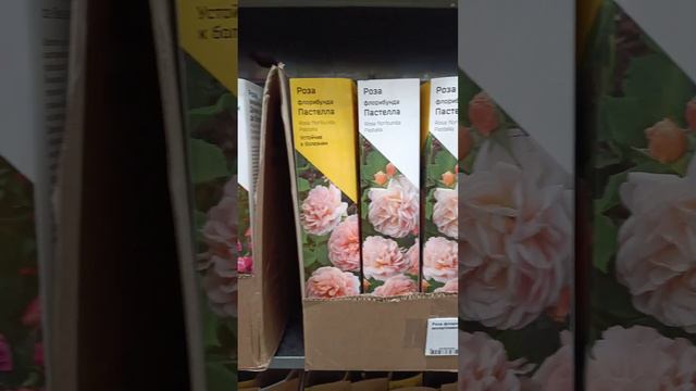 Леруа Климовск новый завоз роз в коробках! Спешите пока есть! смотреть онлайн