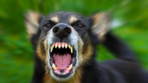 Забавный звук собаки