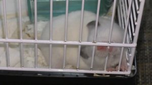 Почему хомяк кусается? Как отучить хомяка кусаться? ХОМКИ.