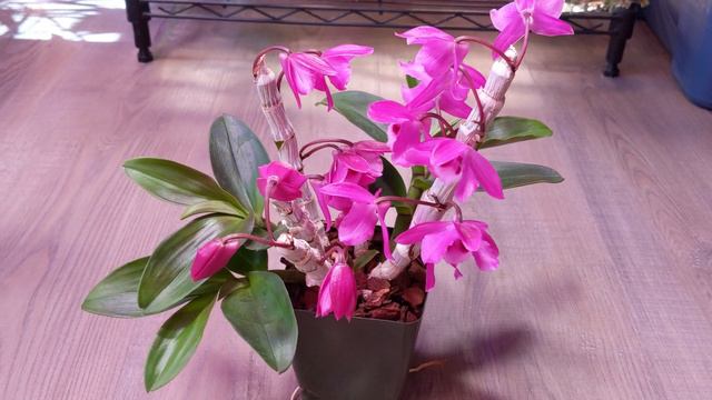 Dendrobium Parishii var. Rubra смотреть онлайн