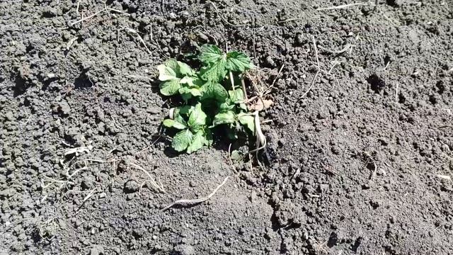 Почему я окучиваю картофель ЧЕТЫРЕ раза. Как это влияет на урожай картофеля. смотреть онлайн