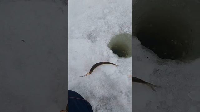 ход корюшки на Амуре 2023 смотреть онлайн