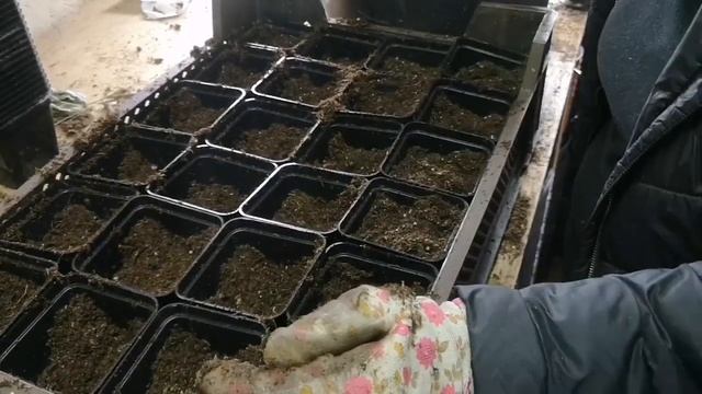 КАК РАЗМНОЖИТЬ КЛУБНИКУ - ЛУЧШИЙ СПОСОБ!