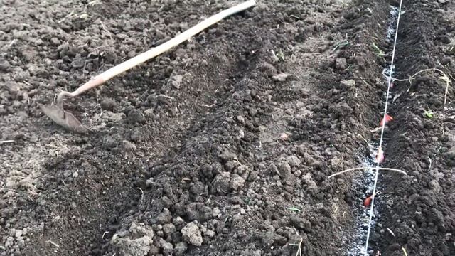 Посадка лука ШАЛОТ(семейный) смотреть онлайн