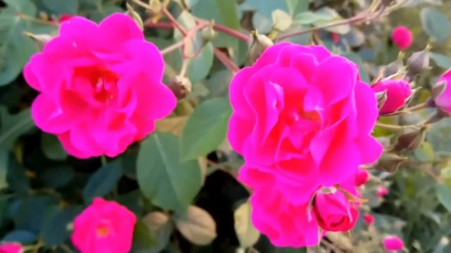 РОЗОВЫЕ РОЗЫ видео 2019 ? : кусты розы цвет фуксия смотреть онлайн