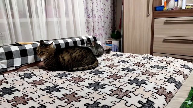 Достать кота смотреть онлайн