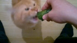 кот ест огурец