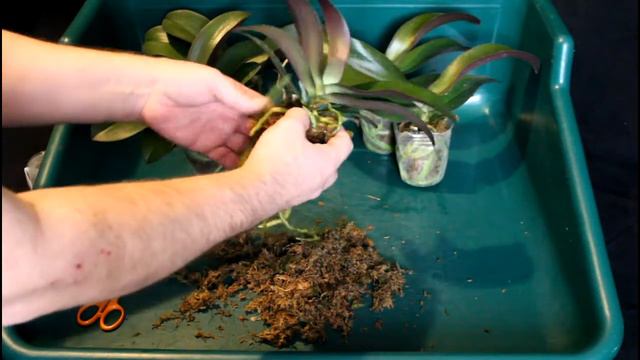 Growing orchids differently – The Buddha’s Treasure – Part 1 – 28/12/2020 смотреть онлайн