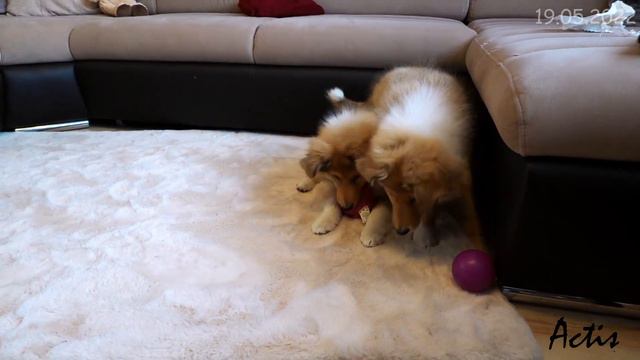 COLLIE rough puppies (TISA + SPANK) смотреть онлайн