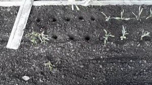 Васильки - Подснежники  готовы к высадке в грунт.