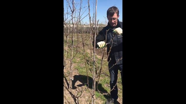 Обрезка плодовых деревьев смотреть онлайн