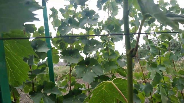 Виноград Гран Прi, Grand Prix 27.08.2022. смотреть онлайн