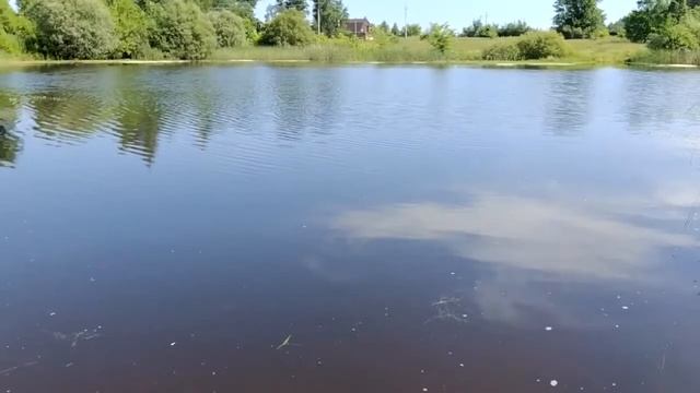 Лето в Липецкой области, Чаплыгинский район, село Буховое. Сосновые леса, природа, речка, Иван-чай. смотреть онлайн
