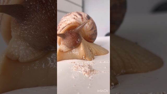 Snais teeth and mouth ?Рот и зубы улитки Aхатин? смотреть онлайн