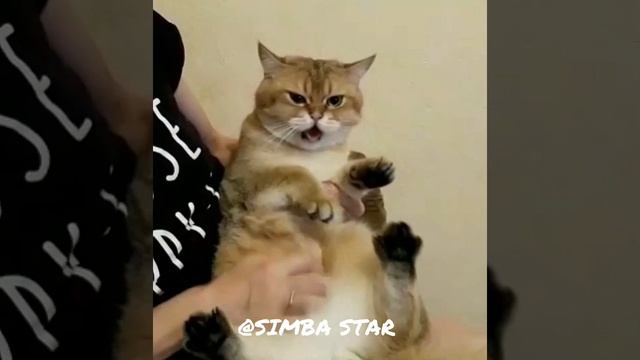 КОТ-ШИПУН!? ЭТО ВИДЕО ПОДНИМЕТ ВАМ НАСТРОЕНИЕ НА 100%!?? смотреть онлайн