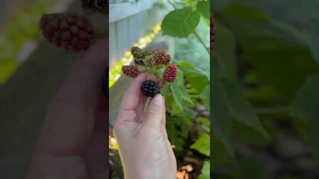 Зреет вкуснейшая ежевика😍#shorts смотреть онлайн