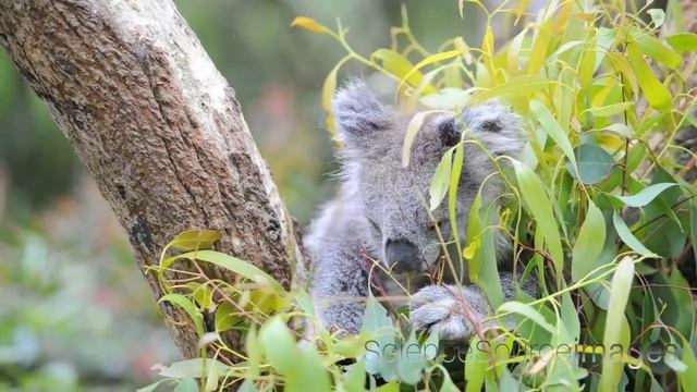 Koala Bear Eating Eucalyptus Leaves смотреть онлайн