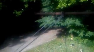 Коты откликаются только на кис-кис