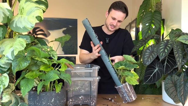 PLANT RESCUE - saving a Philodendron from my local nursery (includes 10 months of updates) смотреть онлайн