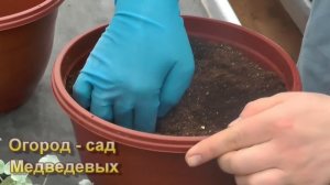 Формируем подвесное кашпо: высаживаем бакопу и дихондру