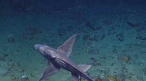 Самые СТРАШНЫЕ рыбы. Что скрывает глубина океана?