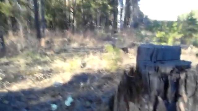 Багульник и подснежники. Ангарск. смотреть онлайн