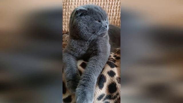 Пердун хвостатий ? #scottishfold #cats #catsworld