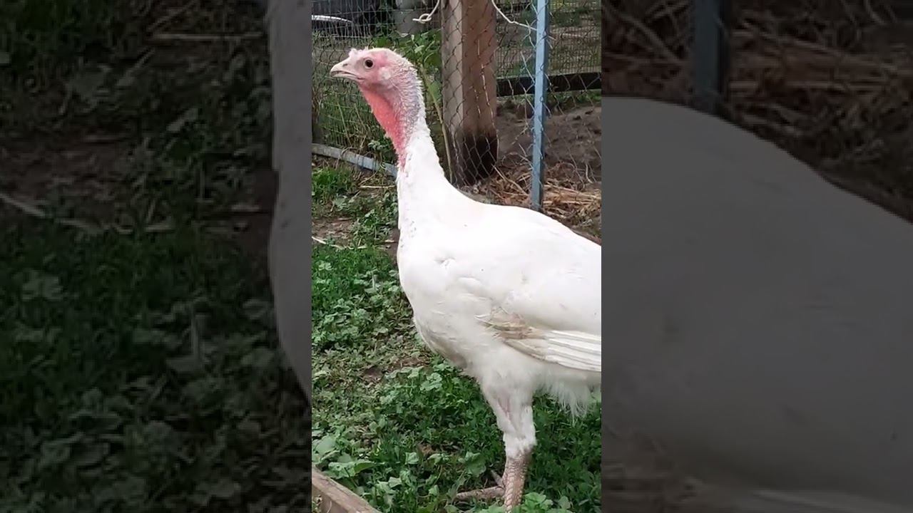 красотка..... смотреть онлайн