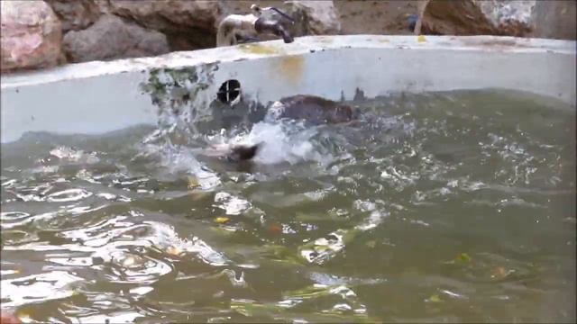 Речные выдры резвятся 24.08.2021 смотреть онлайн