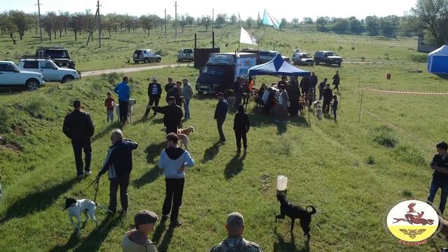 Выставка собак смотреть онлайн