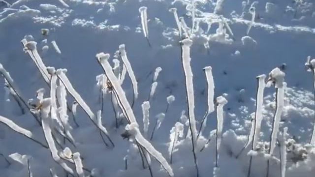 Свободная стая встречает Новый год. 2012 смотреть онлайн