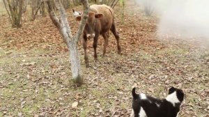 Рецепт жареной индейки Азербайджанская Кухня Деревенская Кухня  Рецепты