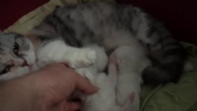 Munchkin Kittens -cute White Babies. котята манчкин- белые возможно с разными глазами-