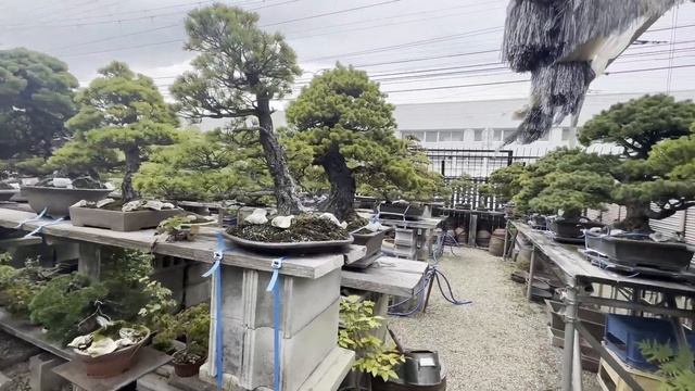 NOS DIFFERENTS POINTS DE VUE DU KOUKA-EN - OSAKA JAPON - Partie II ? NEJIKAN BONSAI ? смотреть онлайн