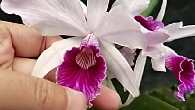 Laelia purpurata var Atropurpurea смотреть онлайн