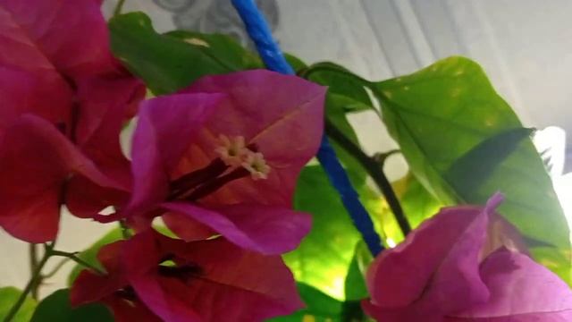 Комнатные цветы. Шикарное цветение. смотреть онлайн