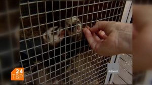 Максим и Любовь Черевко – дрессировщики хорьков