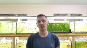 Для новичков  Какую воду лить в аквариум, сколько кормить рыбок