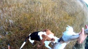 Эстонская гончая Афина. Третий заяц сезона 21-22