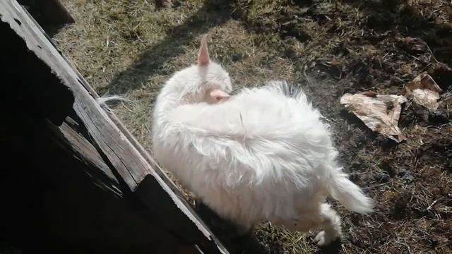 Замер коров в живом весе линейкой смотреть онлайн