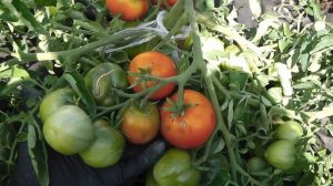 ОЧЕНЬ ВЫСОКОУРОЖАЙНЫЙ ТОМАТ МОНГОЛЬСКИЙ КАРЛИК ОКАЗАЛСЯ С СЮРПРИЗОМ